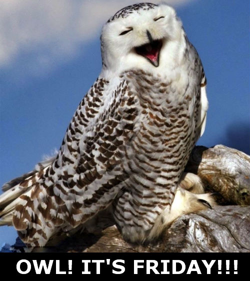 Name:  3580-owl-its-friday1.jpg
Views: 138
Size:  64.6 KB