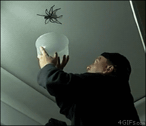 Name:  capturing-a-spider-fail.gif
Views: 700
Size:  1,020.7 KB